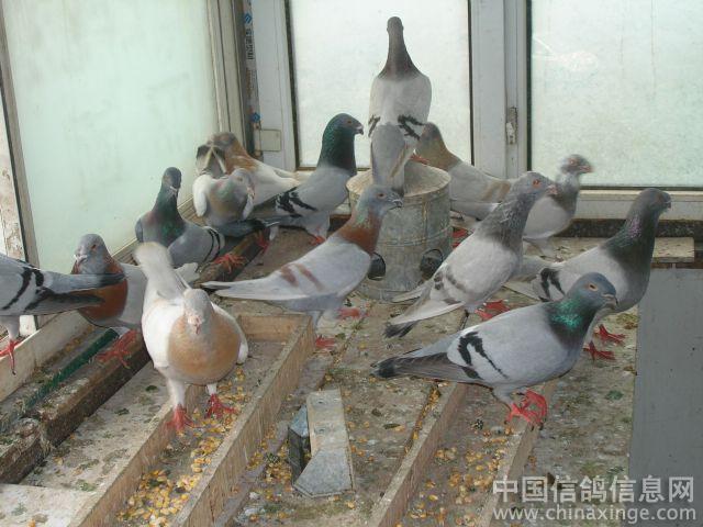中国信鸽信息网相册