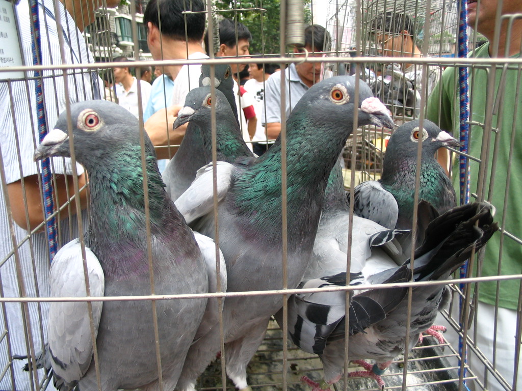 名鸽欣赏-中国信鸽信息网相册