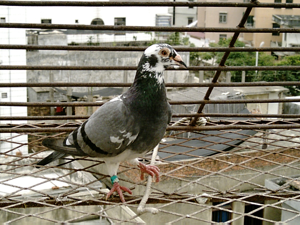 鸽友的种鸽-中国信鸽信息网相册