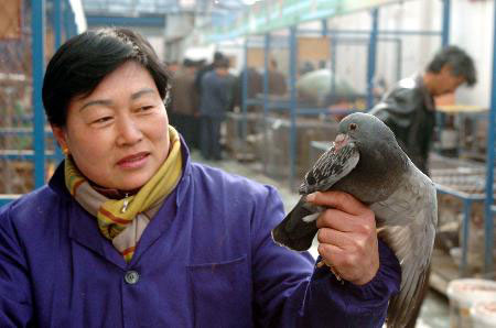 目击2005禽流感--中国信鸽信息网相册
