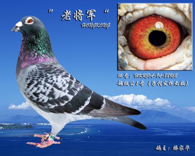 福州连江豪强超级种鸽--中国信鸽信息网相册