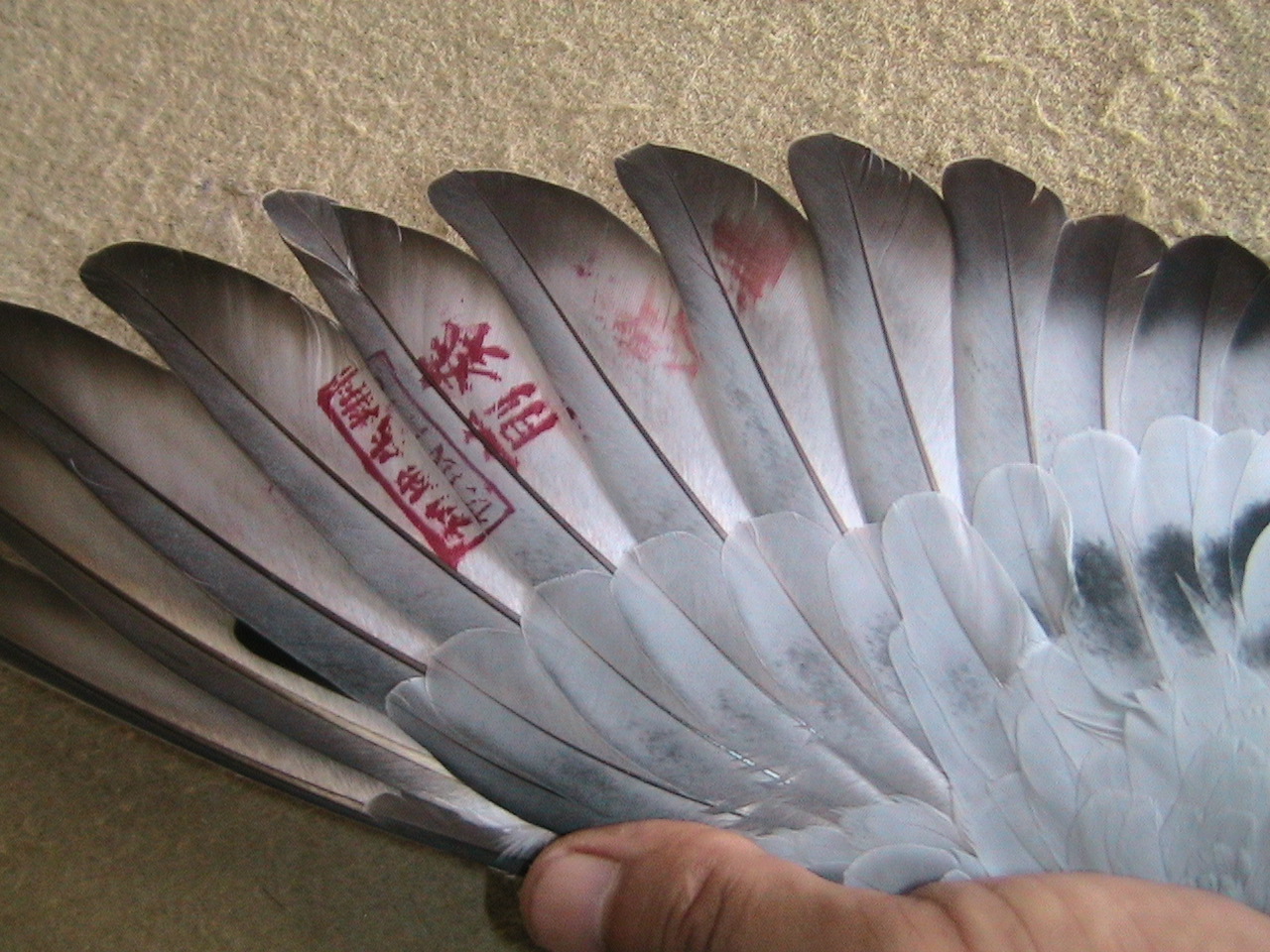 天落鸟集中营--中国信鸽信息网相册