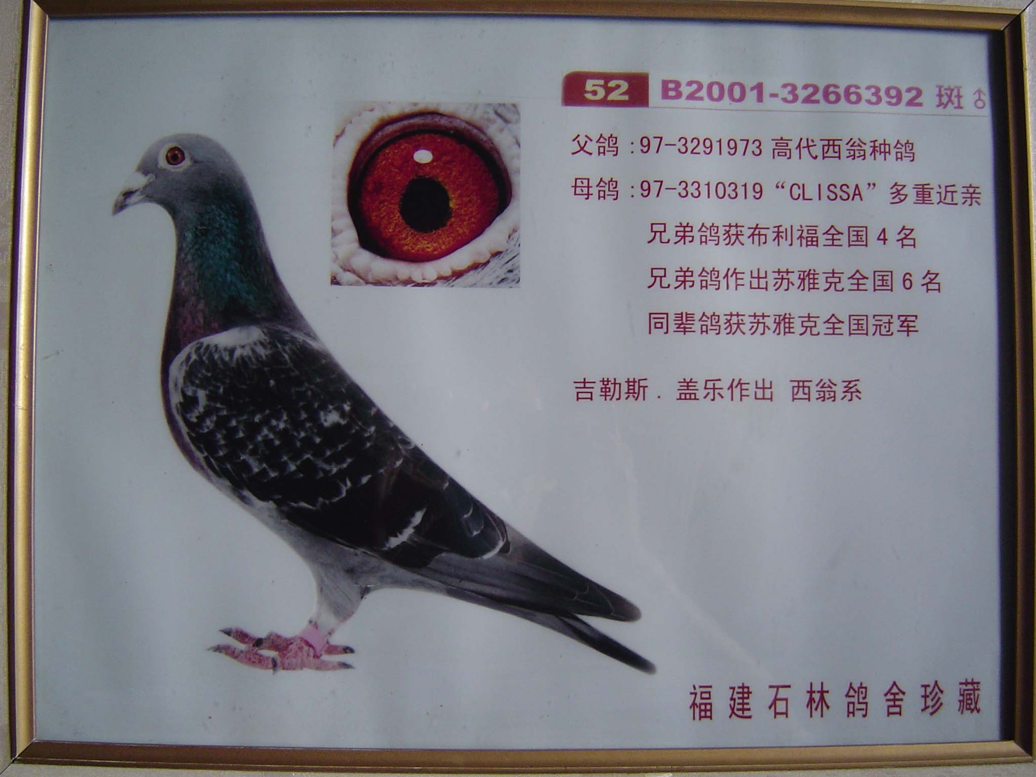 种鸽--中国信鸽信息网相册