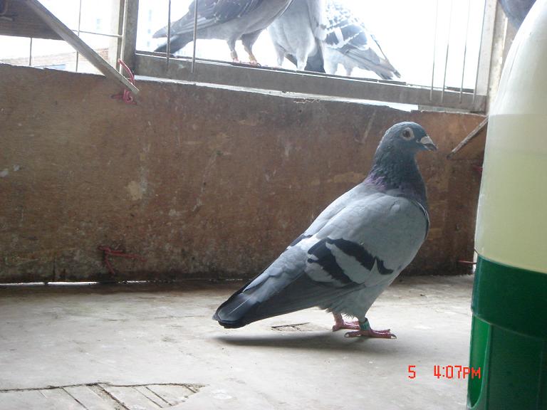 北京延庆信鸽协会：探析信鸽运动在中国的发展