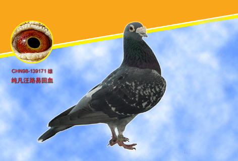 鸽子--中国信鸽信息网相册