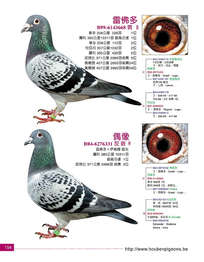 名鸽欣赏--中国信鸽信息网相册
