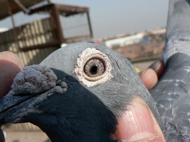 无系的一羽冠军鸽眼--中国信鸽信息网相册