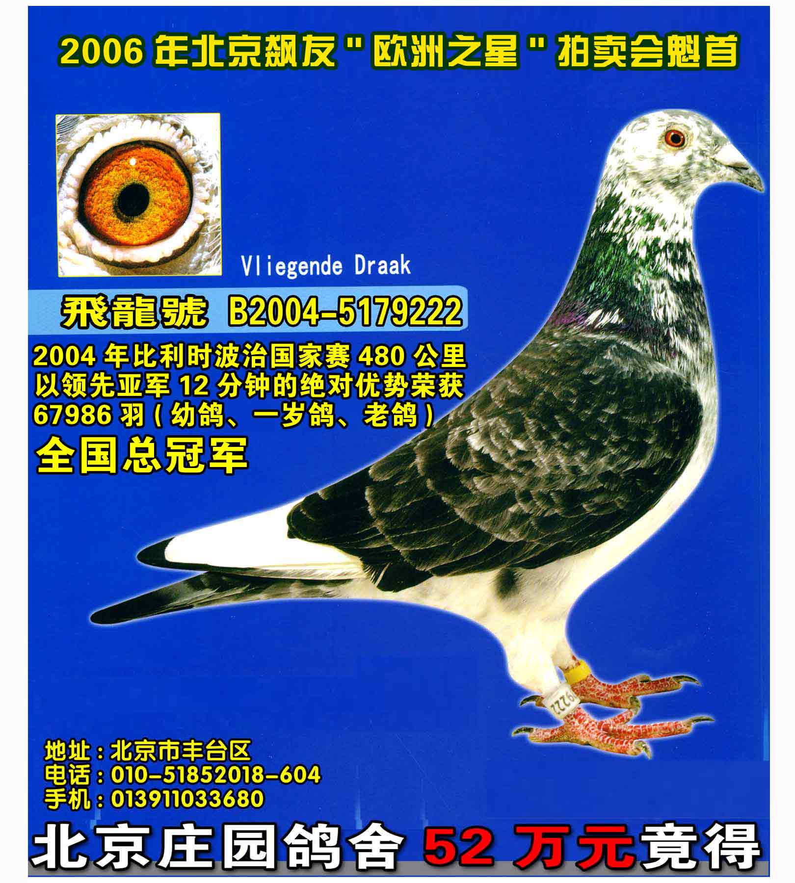 大名鸽 飞龙号 --中国信鸽信息网相册