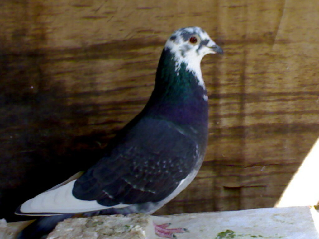 这样的鸽子能比赛吗