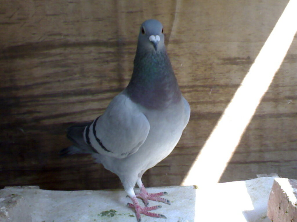 这样的鸽子能比赛吗