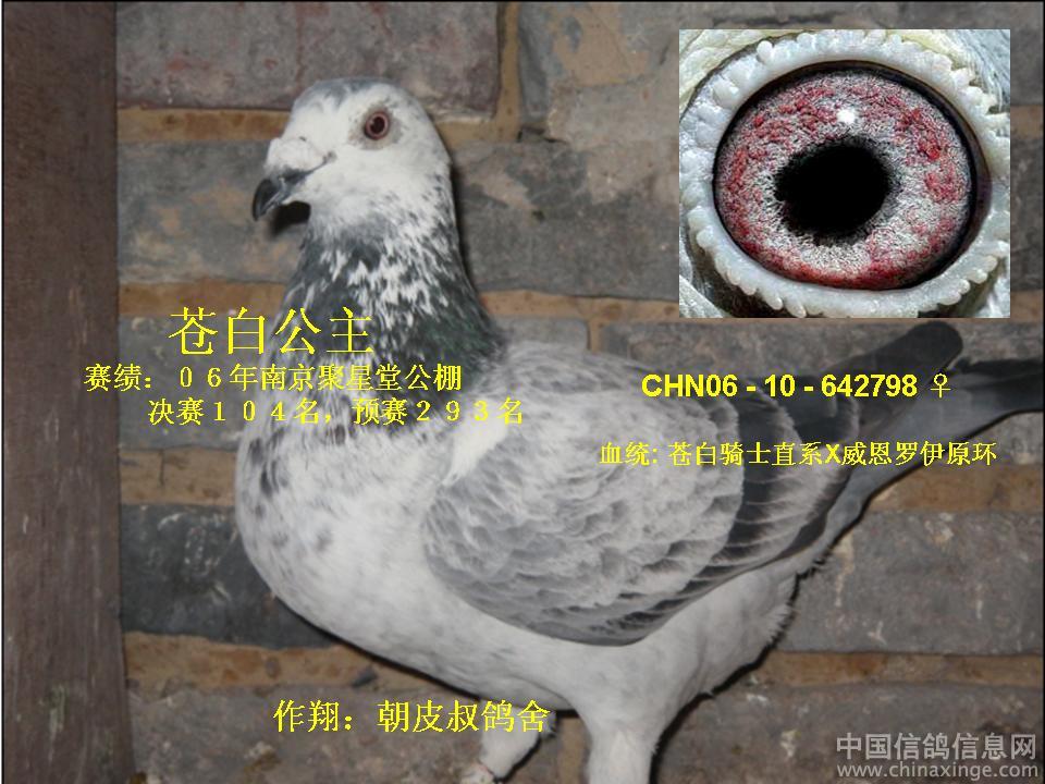 种鸽篇--中国信鸽信息网相册