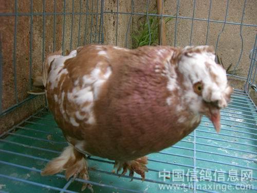 一只不知品种的鸽--中国信鸽信息网相册