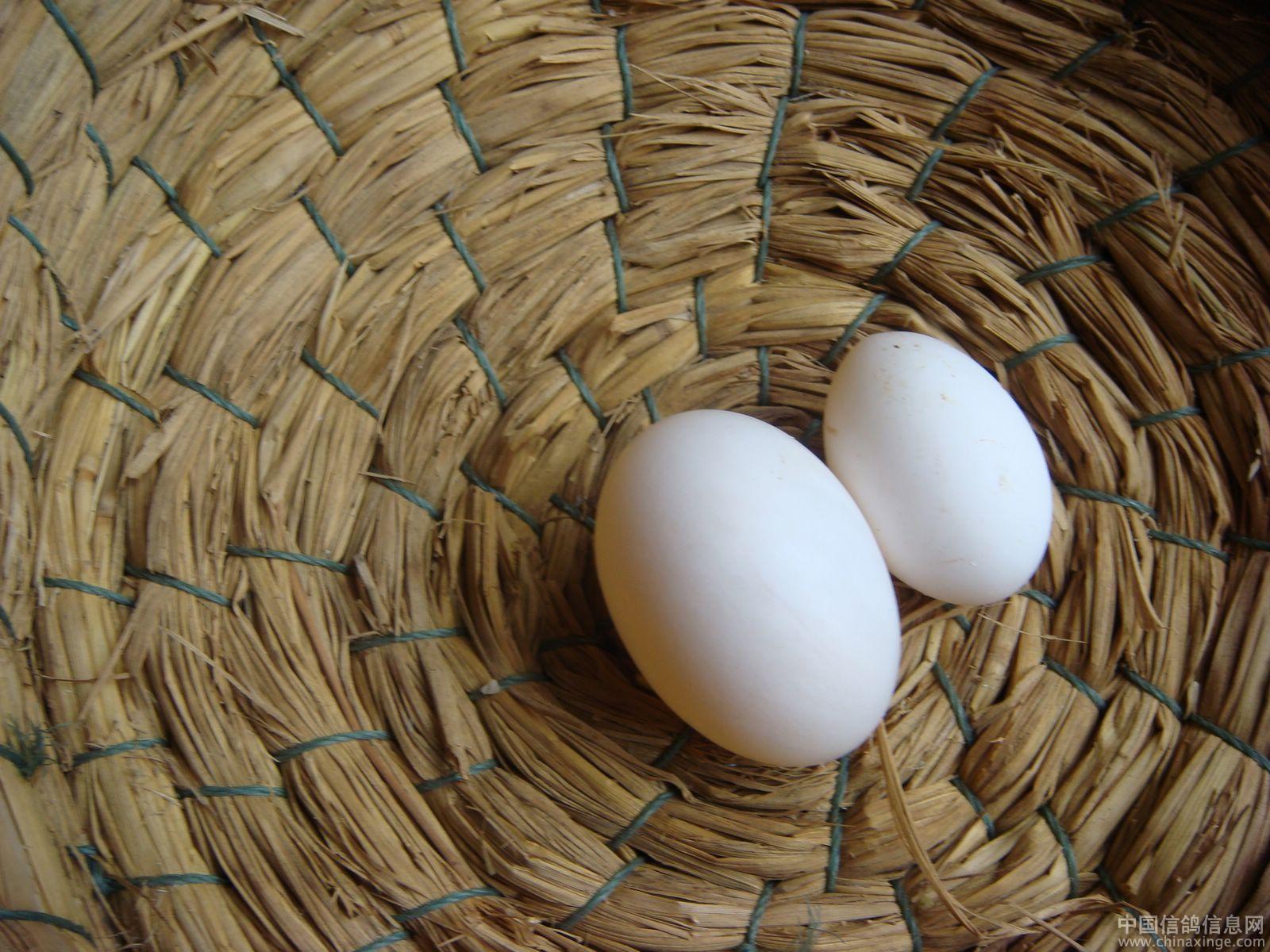 斗鸡的斗，鸡蛋的蛋——斗蛋！如何“科学地”成为“蛋王”？_蛋壳