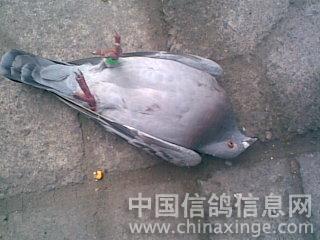 世界上第一只会装死的鸽子--中国信鸽信息网相