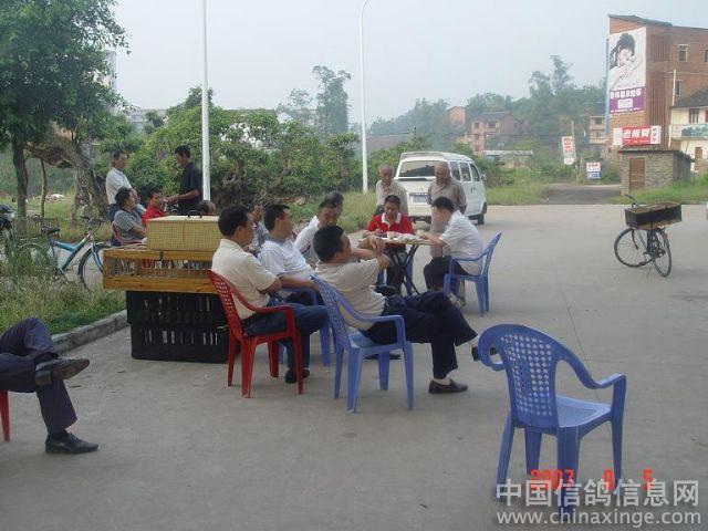 (图)重庆垫江县信鸽协会秋训一站梁平屏锦集鸽