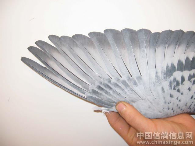 家鸽--中国信鸽信息网相册