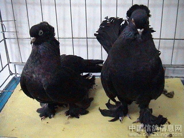 观赏鸽秀--中国信鸽信息网相册
