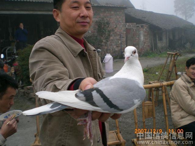 嘉州鸽市续--中国信鸽信息网相册