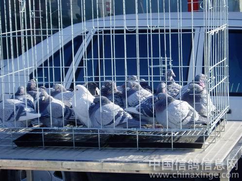鸽与狗共存的北京最大狗市--中国信鸽信息网相