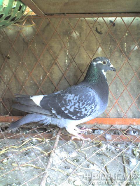 帮我辩一下雌雄--中国信鸽信息网相册