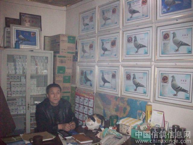 石岭关训放集鸽--中国信鸽信息网相册