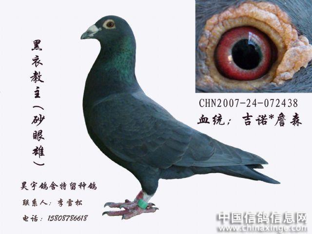 信鸽要养多长时间才可以放出去飞?
