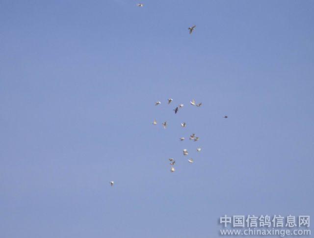 展翅高飞--中国信鸽信息网相册