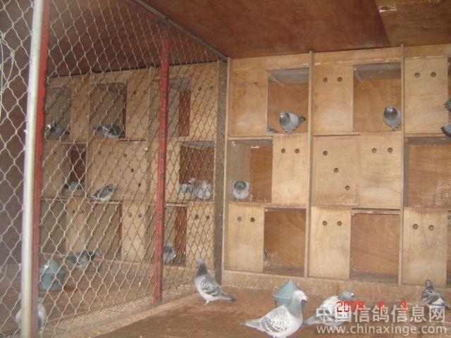 出壳--中国信鸽信息网相册