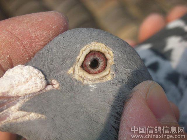 朋友的爱鸽--中国信鸽信息网相册