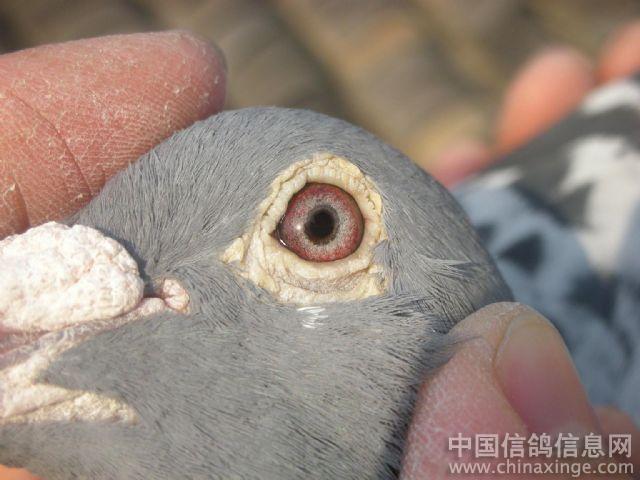 朋友的爱鸽--中国信鸽信息网相册