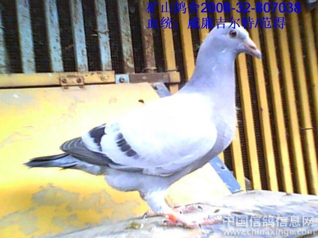 准备交棚的幼鸽--中国信鸽信息网相册