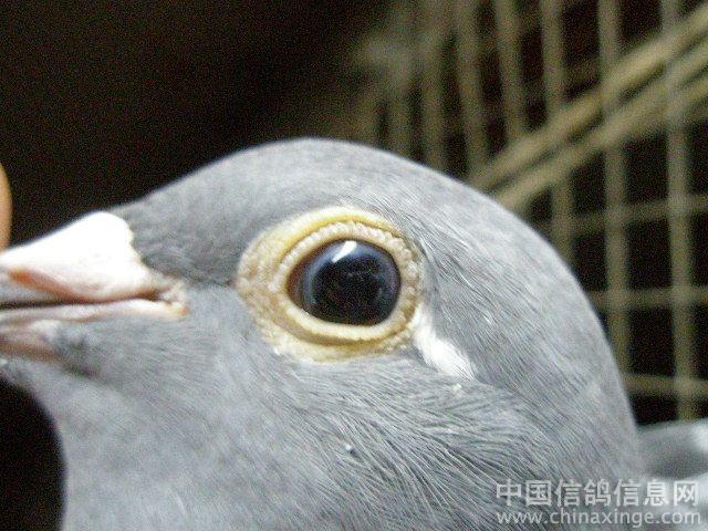 深蓝宝石眼--中国信鸽信息网相册