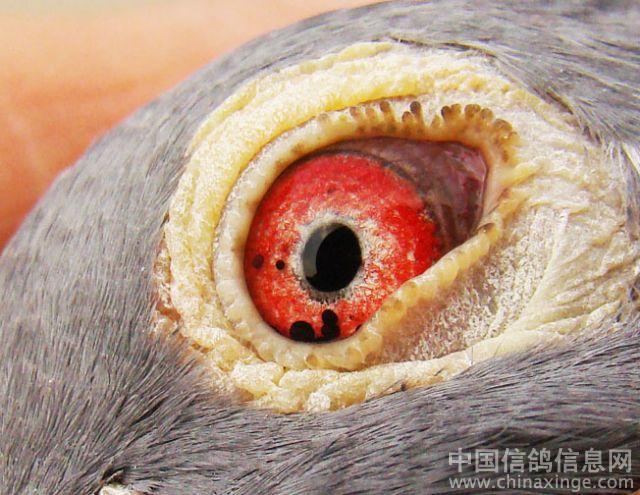 神奇的鸽眼--中国信鸽信息网相册