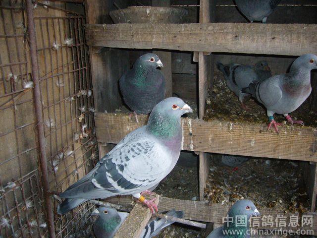我的天落种鸽--中国信鸽信息网相册