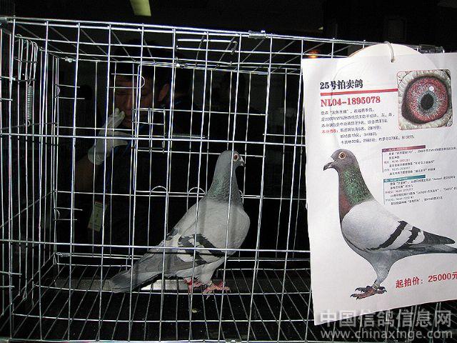 海尔曼比佛丹姆大连拍卖会花絮--中国信鸽信息