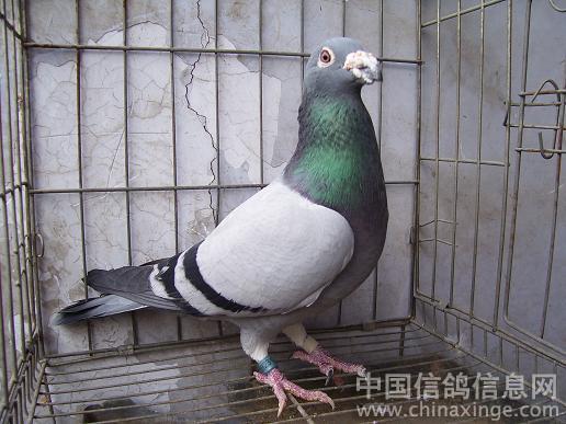 冠军鸽队--中国信鸽信息网相册