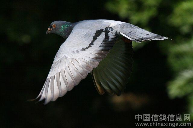 飞翔--中国信鸽信息网相册