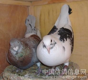 配对笼和种鸽--中国信鸽信息网相册