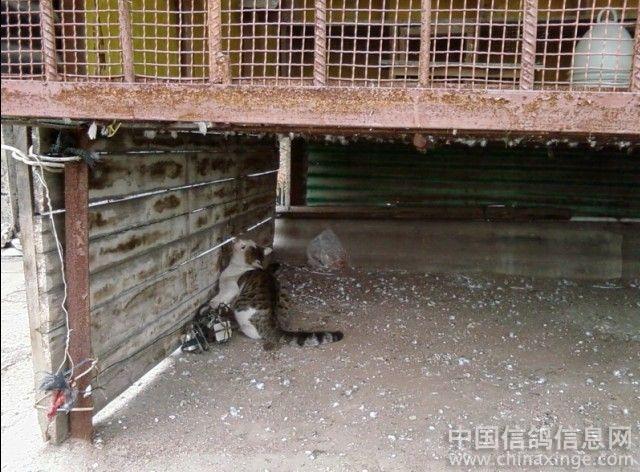 陷阱--中国信鸽信息网相册