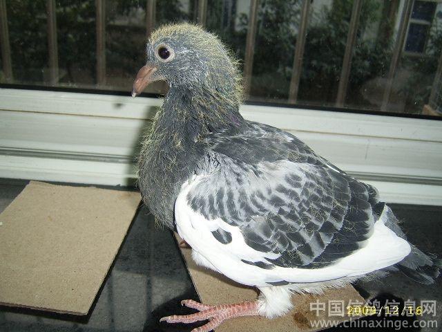 我家的小鸽子