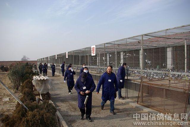 2009洛阳飞得美信鸽养殖基地决赛集鸽篇--中国
