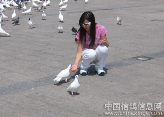 鸽子--中国信鸽信息网相册