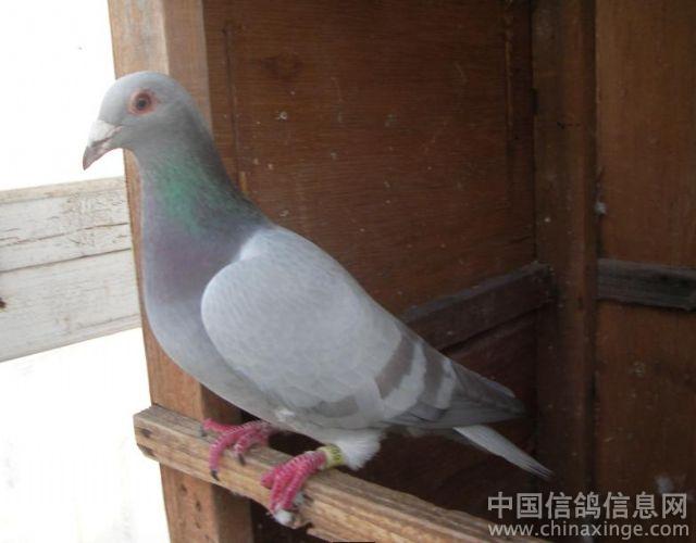 继续上传一些种鸽--中国信鸽信息网相册