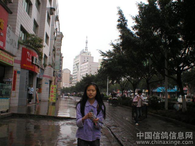 爱在哪里--中国信鸽信息网相册