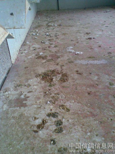 ´ڞg[DƬ