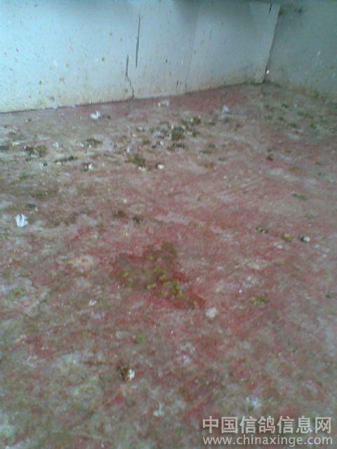 ´ڞg[DƬ