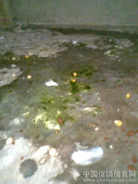´ڞg[DƬ