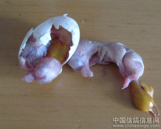 一蛋双胎!--中国信鸽信息网相册