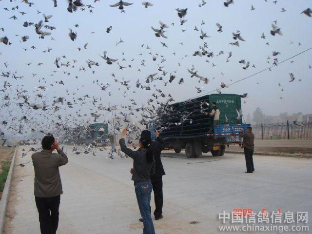 2009年上海市信鸽协会第八届一岁鸽特比环全
