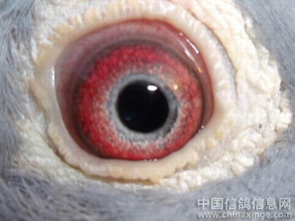 种鸽眼睛--中国信鸽信息网相册